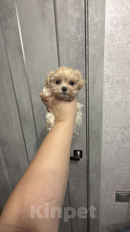 Собаки в Казани: Мальтипу F1 девочки и мальчики  Мальчик, 130 руб. - фото 3