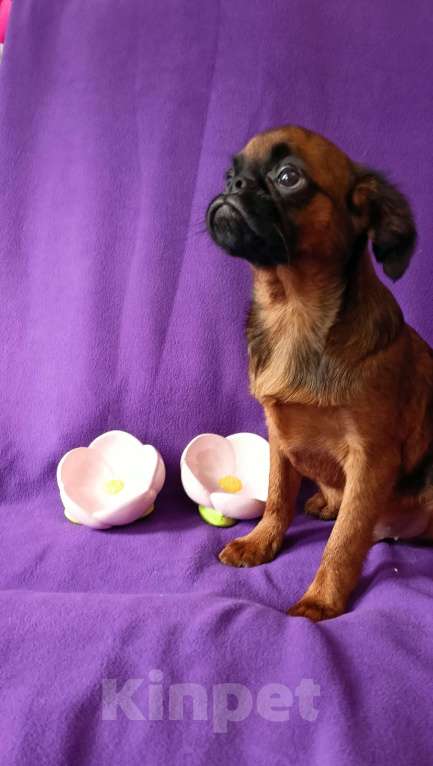 Собаки в Санкт-Петербурге: Мальчик-праздник Мальчик, Бесплатно - фото 3