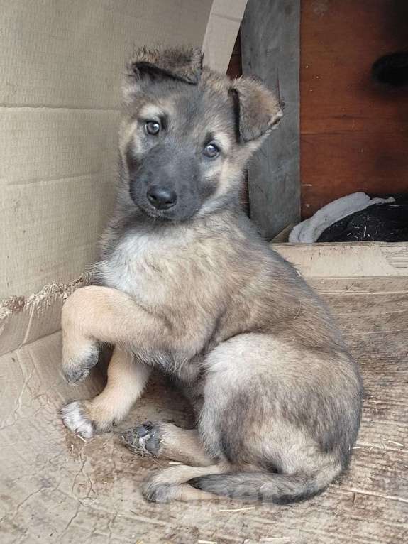 Собаки в Курске: Щенок в добрые руки  Девочка, 10 руб. - фото 4