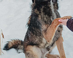 Собаки в Москве: Тимбо – ласковый, человекоориентированный пёс с активной жизненной позицией. Мальчик, Бесплатно - фото 5