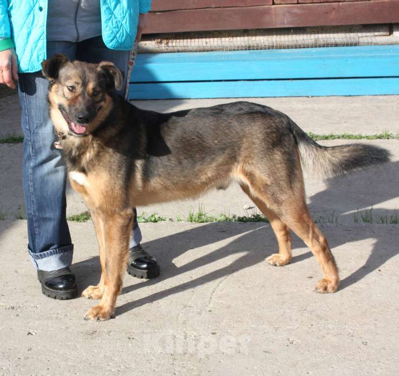 Собаки в Москве: Классный мальчишка Тимка ждет свою семью Мальчик, Бесплатно - фото 10