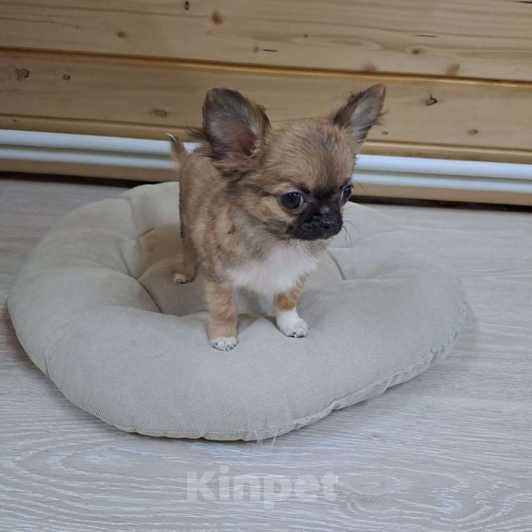 Собаки в Пушкино: Микро кросавчик Мальчик, 80 000 руб. - фото 2