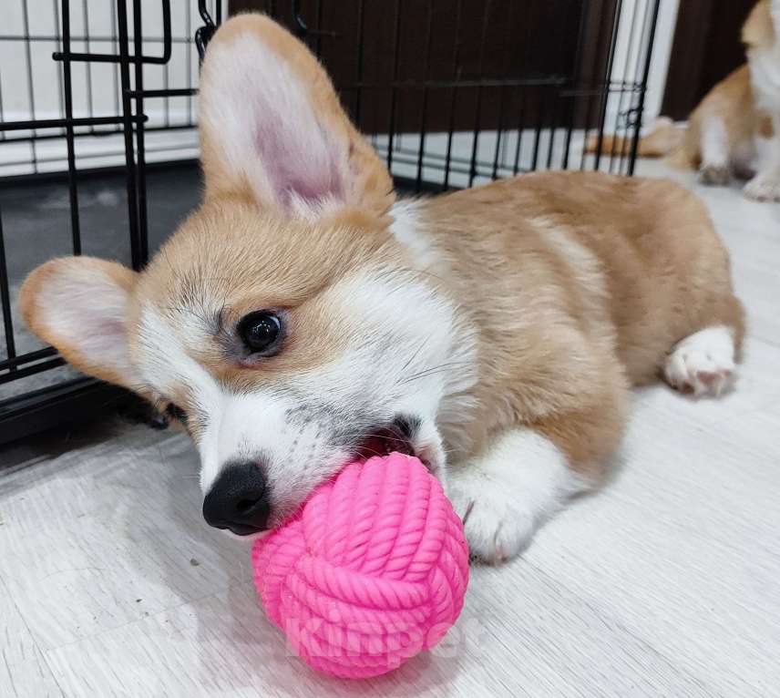 Собаки в Воронеже: Мальчик 2,5 мес Мальчик, Бесплатно - фото 4