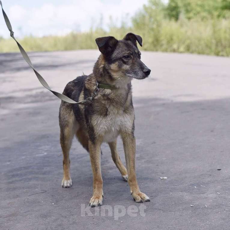 Собаки в Москве: 😌Мечтательный друг Тобик  Мальчик, Бесплатно - фото 2