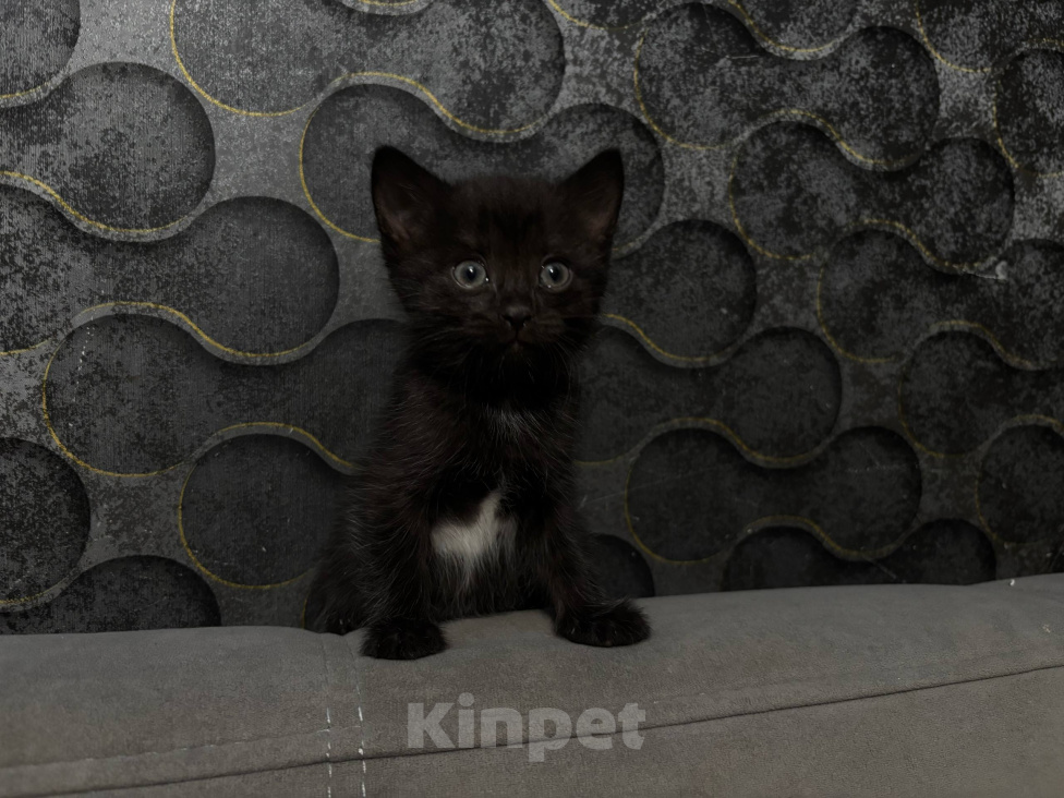Кошки в Уфе: Котята, 2 мес Девочка, Бесплатно - фото 10