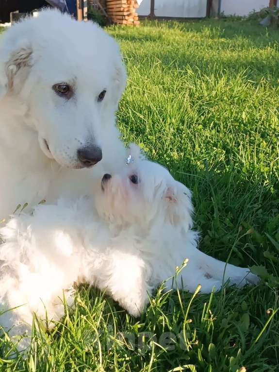 Собаки в Ковровом: Мальтезе РКФ Мальчик, 35 000 руб. - фото 8