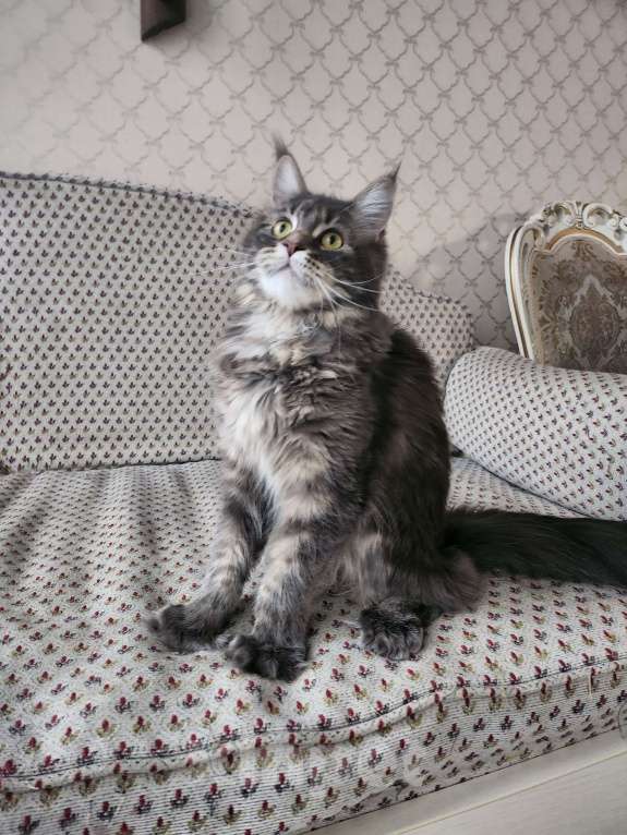 Кошки в Москве: Котёнок мейн кун полидакт Девочка, 70 000 руб. - фото 10