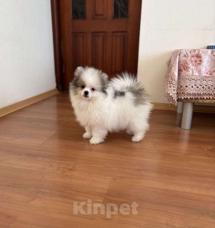 Собаки в Москве: Мальчик медвежонок, Морис  Мальчик, 40 000 руб. - фото 3