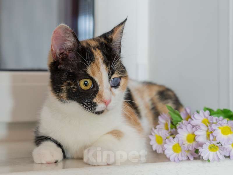 Кошки в Москве: Малышка Афина очень хочет домой Девочка, Бесплатно - фото 4