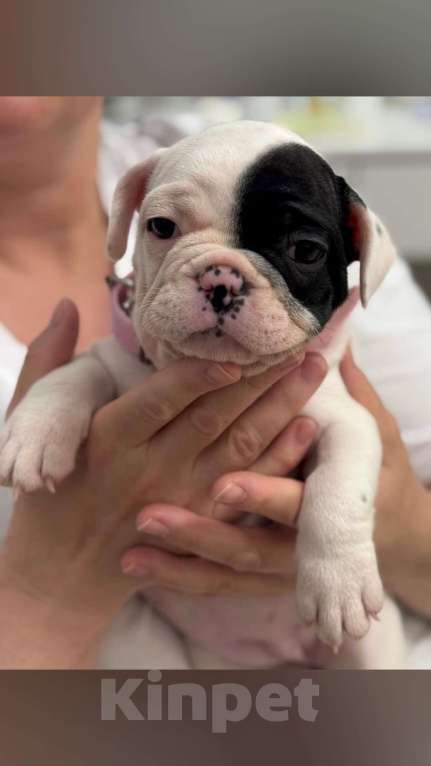 Собаки в Челябинске: Французята 2 месяца Девочка, 35 000 руб. - фото 4