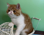 Кошки в Санкт-Петербурге: Экзотический котик, 3 месяца ищет котородителей, можно звонить, все расскажу. Мальчик, 40 000 руб. - фото 2