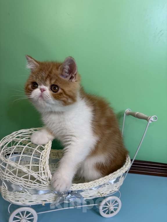 Кошки в Санкт-Петербурге: Экзотический котик, 3 месяца ищет котородителей, можно звонить, все расскажу. Мальчик, 40 000 руб. - фото 2