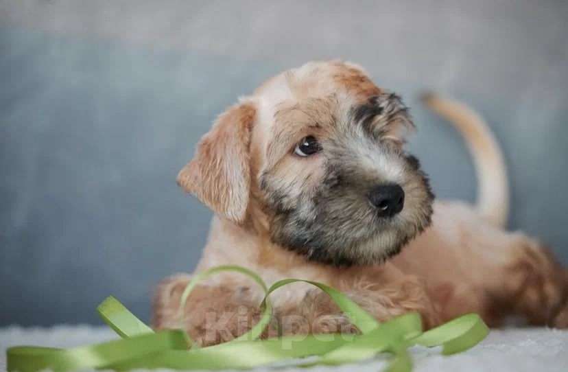 Собаки в других городах Алтайского края: Щенки Ирландский мягкошерстный пшеничный терьер Мальчик, Бесплатно - фото 3