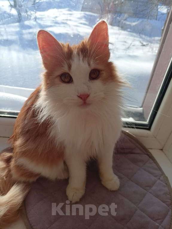 Кошки в Калуге: Отдам в хорошие руки Мальчик, Бесплатно - фото 1