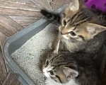 Кошки в Орле: Котята в добрые руки Мальчик, Бесплатно - фото 2