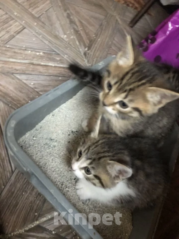 Кошки в Орле: Котята в добрые руки Мальчик, Бесплатно - фото 2