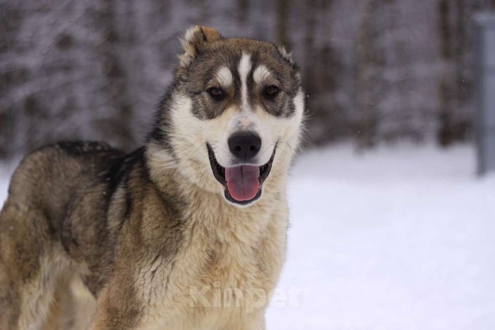 Собаки в Видном: щенок Криолан, 1 год Мальчик, Бесплатно - фото 3
