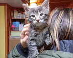 Кошки в других городах Московской области: В самые добрые руки Девочка, Бесплатно - фото 1