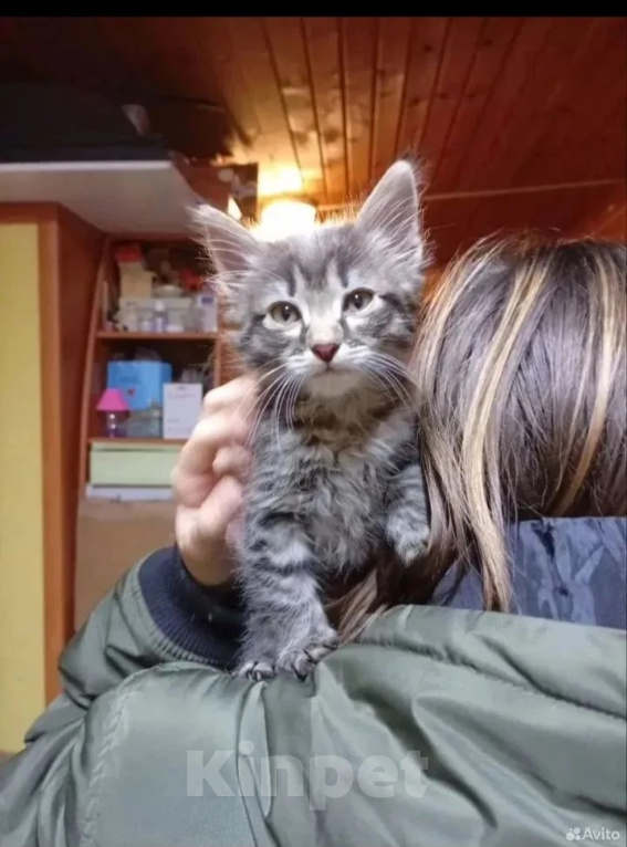 Кошки в других городах Московской области: В самые добрые руки Девочка, Бесплатно - фото 1