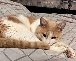 Кошки в Бирске: пропал кот Мальчик, 1 000 руб. - фото 2