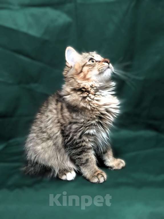 Кошки в Санкт-Петербурге: Сибирские котята Мальчик, 45 000 руб. - фото 2