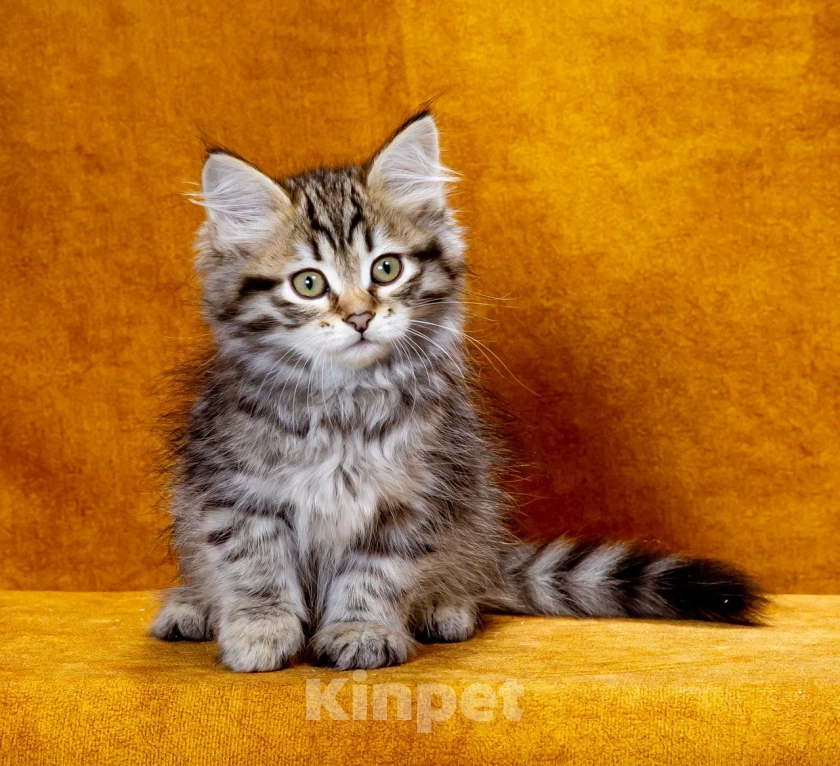 Кошки в Саратове: Сибирский котенок Клим Мальчик, 60 000 руб. - фото 3