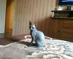 Кошки в Красноярске: Донской сфинкс, 1 000 руб. - фото 1