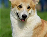 Собаки в Красноярске: Щенок Вельш Корги Пемброк Мальчик, 60 000 руб. - фото 9