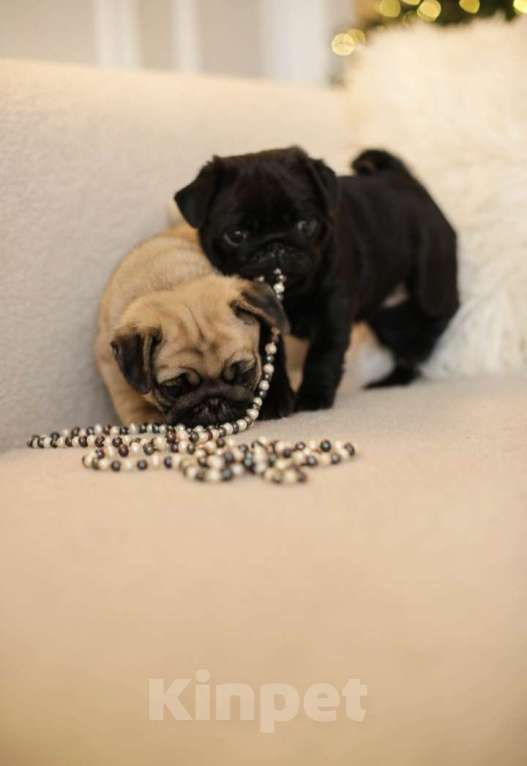 Собаки в Ростове-на-Дону: Девочки мопс Девочка, 40 000 руб. - фото 2