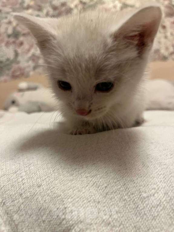 Кошки в Санкт-Петербурге: Котёнок 1,5 месяца ищет дом  Мальчик, Бесплатно - фото 4