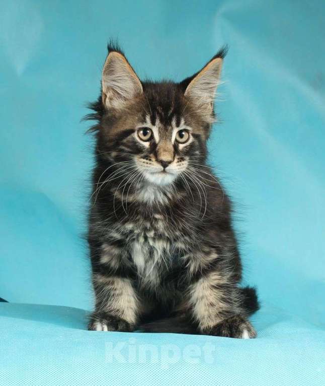 Кошки в Раменском: Котенок Мейн-кун Мальчик, 18 000 руб. - фото 1