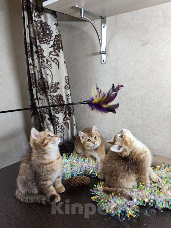 Кошки в Москве: Шотландский котик золотой тикированный  Мальчик, 28 000 руб. - фото 10