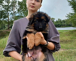 Собаки в Минусинске: Щенки немецкой овчарки длинношёрстные Мальчик, 60 000 руб. - фото 9