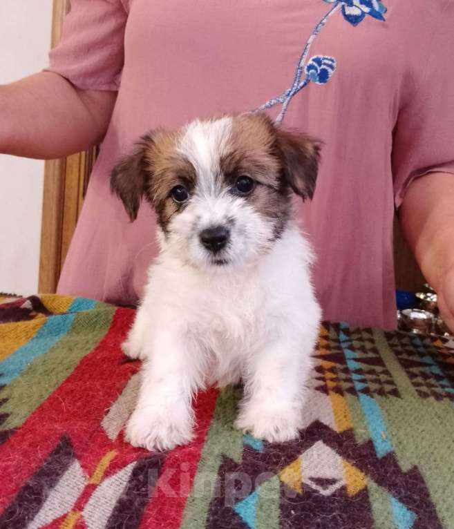 Собаки в Ставрополе: Высокопородные   щенки джек рассел  терьера  Девочка, Бесплатно - фото 3