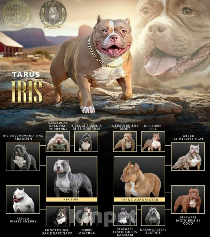 Собаки в других городах Московской области: Мальчик булли черного окраса Мальчик, 130 000 руб. - фото 3