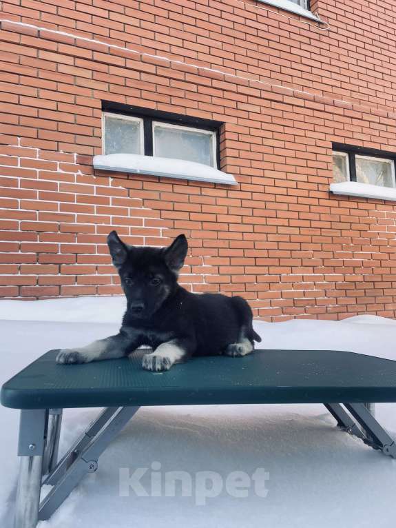 Собаки в Туле: Кобель ВЕО Мальчик, 60 000 руб. - фото 6