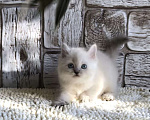 Кошки в Москве: продаются шотландские котята Девочка, 20 000 руб. - фото 2