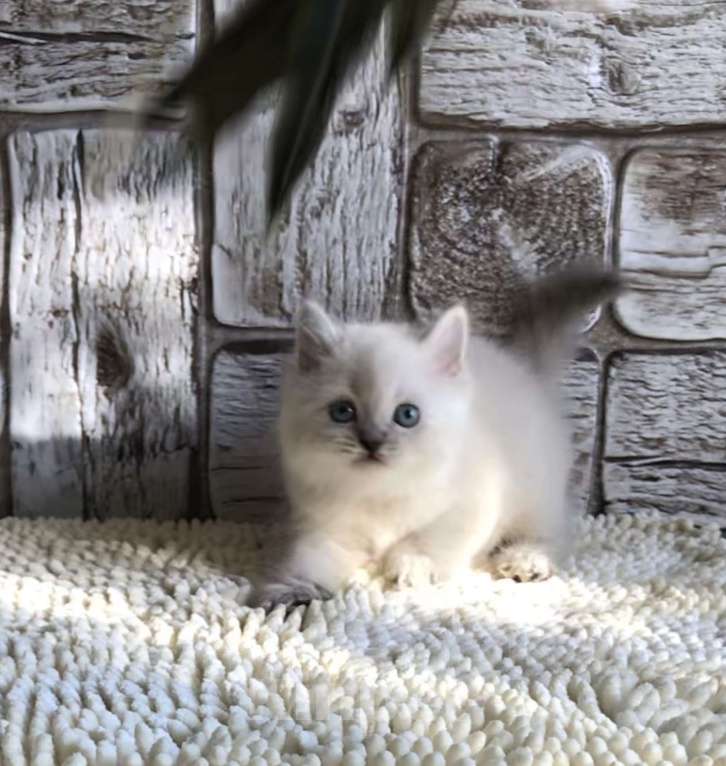 Кошки в Москве: продаются шотландские котята Девочка, 20 000 руб. - фото 2