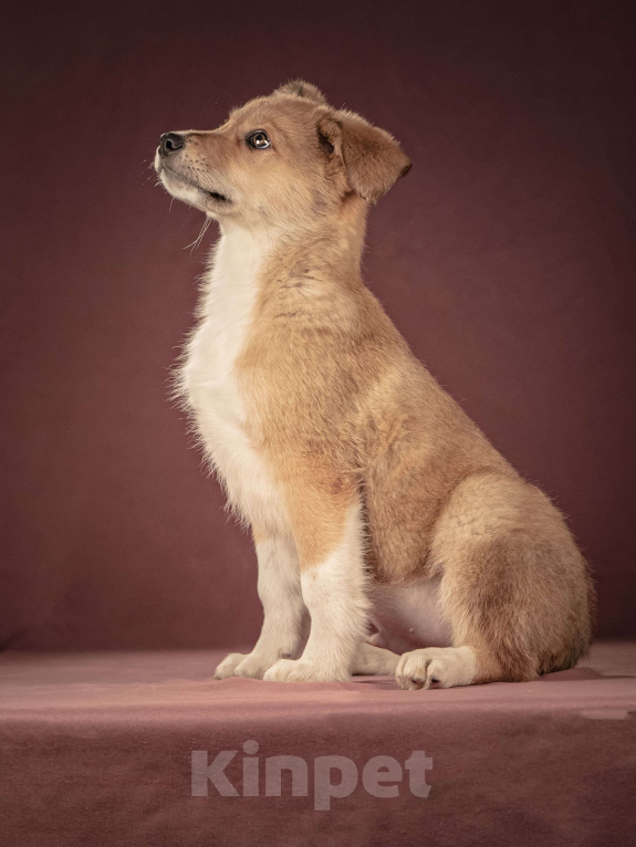 Собаки в Клине: Матео — очаровательный щенок с добрым нравом, который станет вашим лучшим другом Мальчик, Бесплатно - фото 5