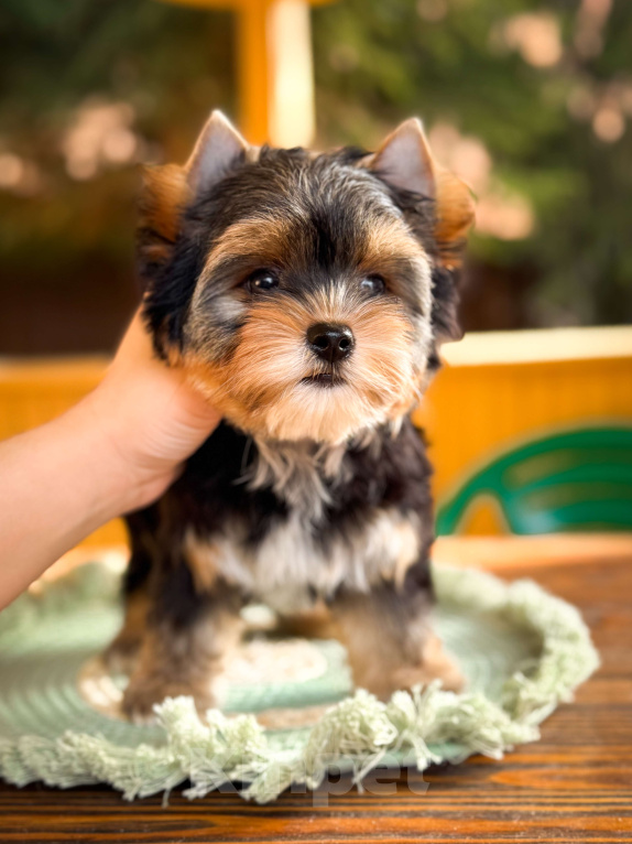 Собаки в Москве: Шикарная девочка Йорк Девочка, 60 000 руб. - фото 3