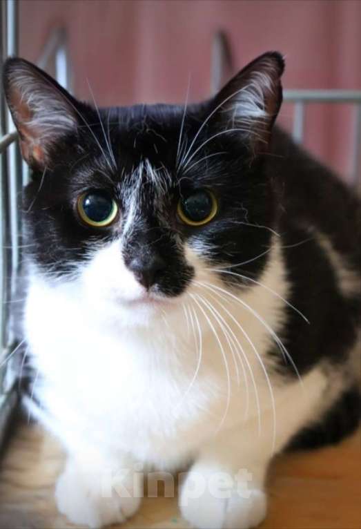 Кошки в Санкт-Петербурге: Кошечка Груня Девочка, 100 руб. - фото 2