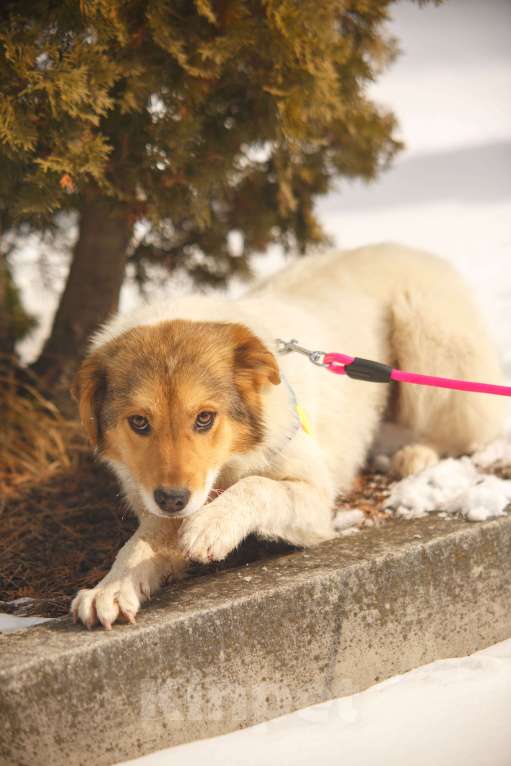 Собаки в Москве: Обворожительная Йоко в поиске дома Девочка, Бесплатно - фото 3