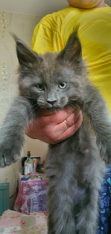 Котенок мейкуна