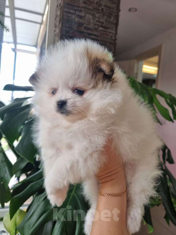 Собаки в Котельниково: Девочка  Девочка, 60 000 руб. - фото 5