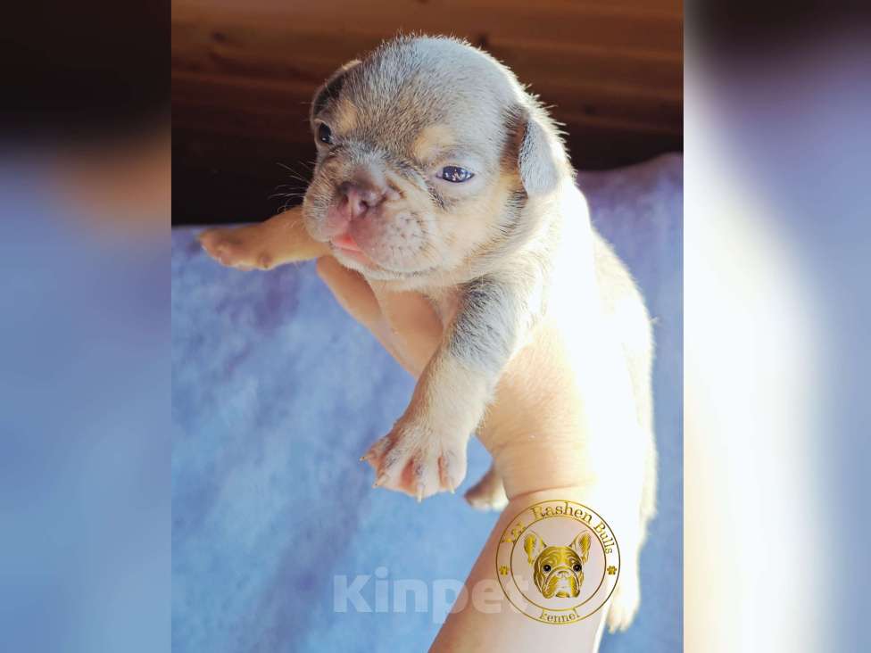 Собаки в других городах Коми: Лиловый прдпал девочка Девочка, Бесплатно - фото 1