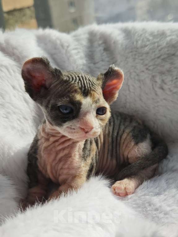 Кошки в Екатеринбурге: Девочка двэльф канадский сфинкс котенок Мальчик, 70 000 руб. - фото 8