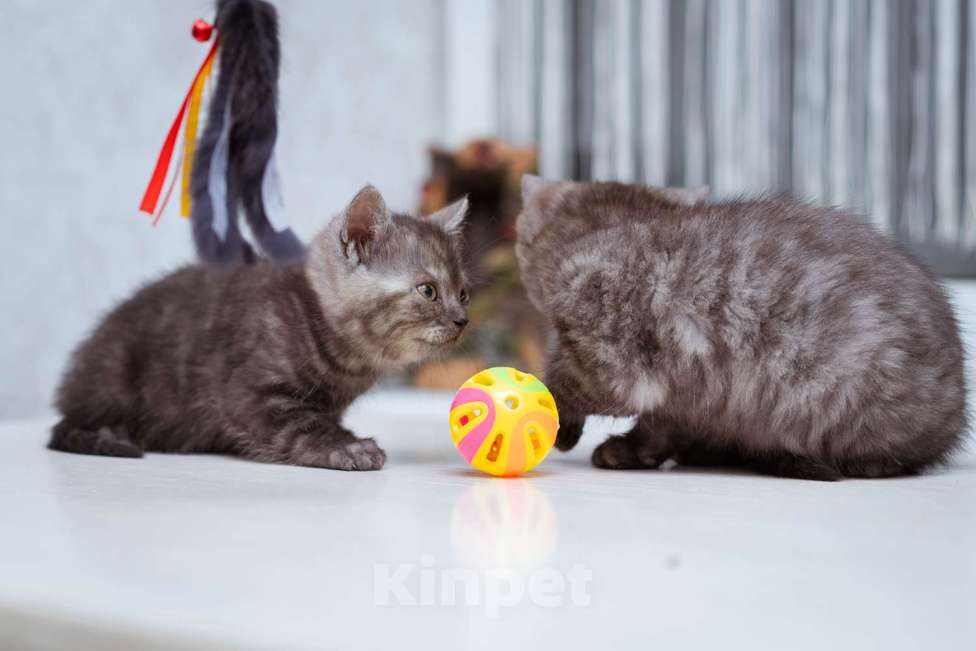 Кошки в Москве: Котята ищут дом! Девочка, Бесплатно - фото 5