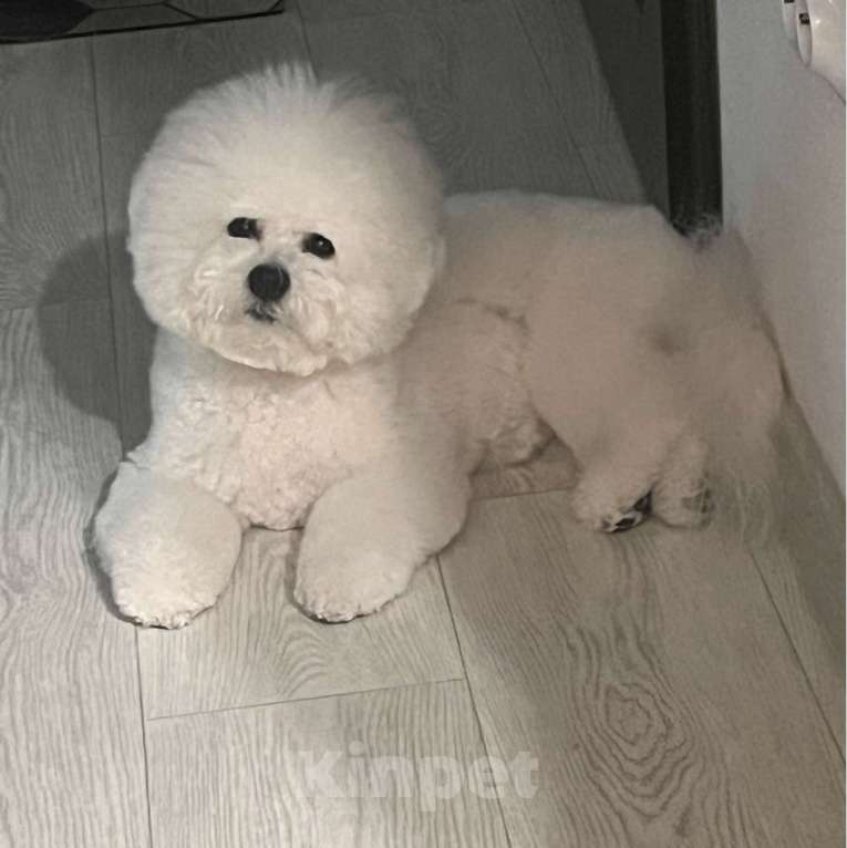 Собаки в Иркутске: Готовы переехать в новый дом, милые щенки породы Бишон фризе. 5 Родились 25.08.25. Девочка, 45 000 руб. - фото 6