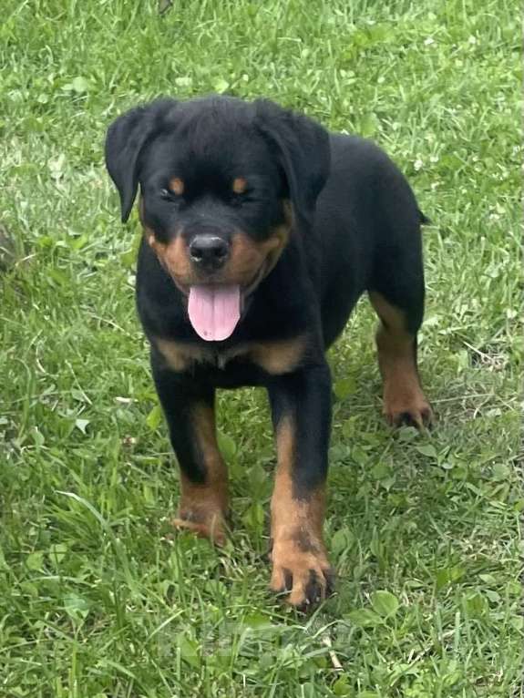 Собаки в других городах Ленинградской области: Щенок ротвейлера Мальчик, 60 000 руб. - фото 2