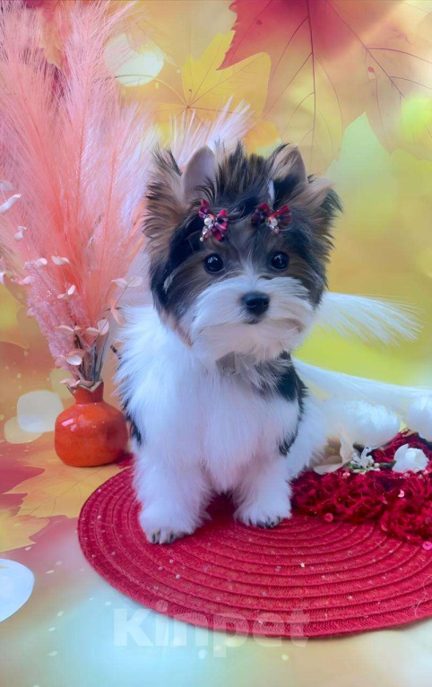 Собаки в Москве: Самый ласковый биверенок - девочка.  Девочка, Бесплатно - фото 1